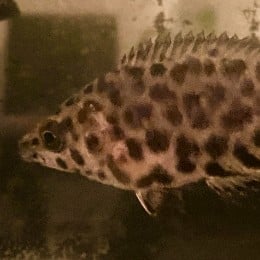 レオパード・クテノポマの写真(アイコン)